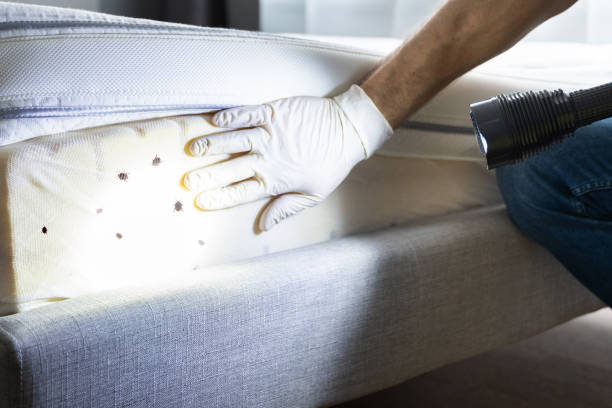Best Termite Control Services  in South Berwick, ME