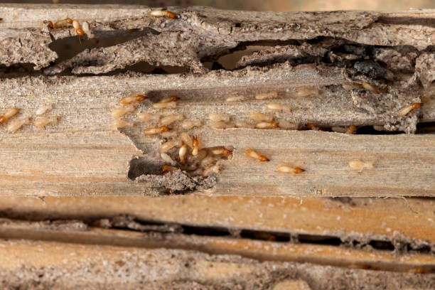 Best Termite Control Services  in South Berwick, ME