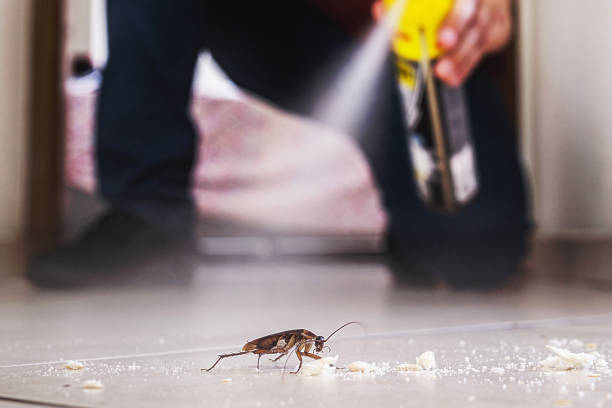 Best Best Pest Control Companies  in South Berwick, ME