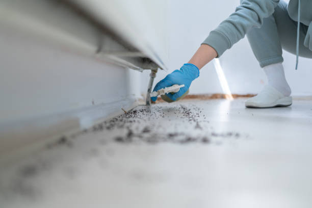 Trusted South Berwick, ME Pest Control Experts